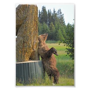 5x7 foto van grizzly beer afdruk