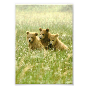 5x7 grizzly beren Foto afdrukken Afdruk