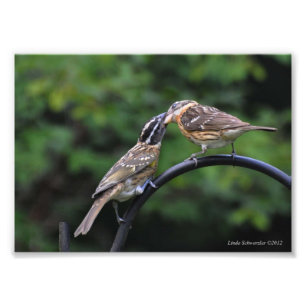 5X7 Grosbeak moeder en jeugd Foto Afdruk