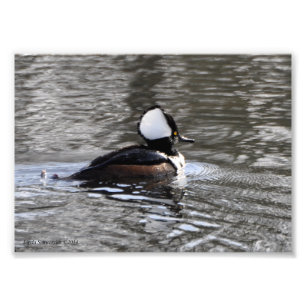 5X7 Hooded Merganser Duck Foto Afdruk