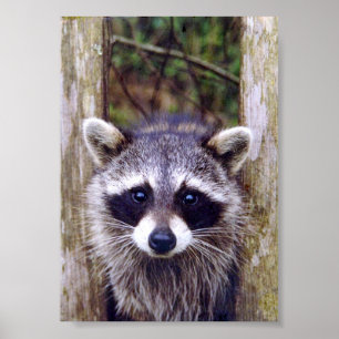 5x7 Poster Paper (Matte) de raton laveur