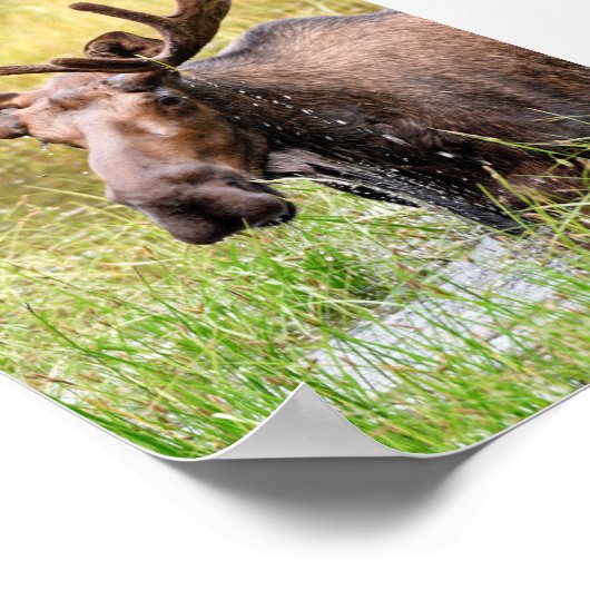 5x7 Poster Papier (Matte) d'orignal (Coin)