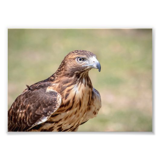 5x7 Red-Tailed Hawk Foto Afdruk (Voorkant)