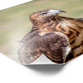 5x7 Red-Tailed Hawk Foto Afdruk (Hoek)