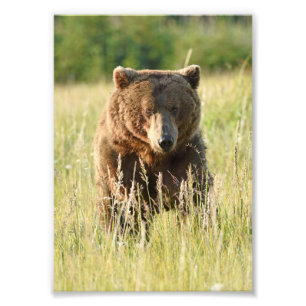 5x7 Satin foto van grizzly beer Afdruk