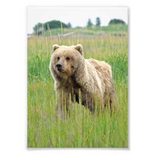 5x7 Satin foto van grizzly beer Afdruk