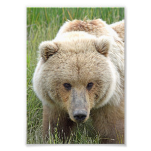 5x7 Satin foto van grizzly beer Foto Afdruk