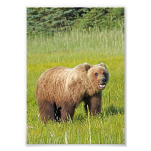 5x7 Satin foto van grizzly beer Foto Afdruk