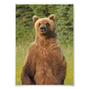 5x7 Satin foto van grizzly beer Foto Afdruk