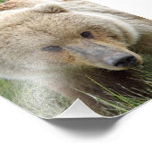 5x7 Satin photo de grizzli (Coin)