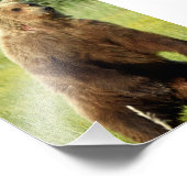 5x7 Satin photo de grizzli (Coin)