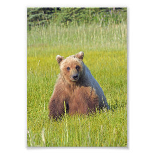 5x7 Satin photo de grizzli