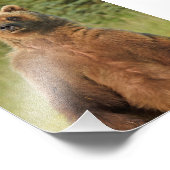 5x7 Satin photo de grizzli (Coin)