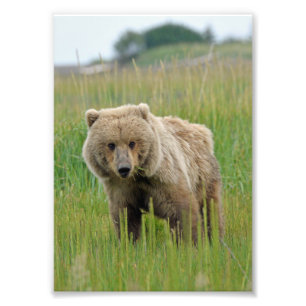5x7 Satin photo de l'ours grizzli