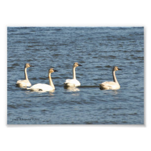 5X7 Trumpeter-swans Foto Afdruk