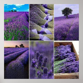 60.96x60.96cm, Lavande poster (mat)