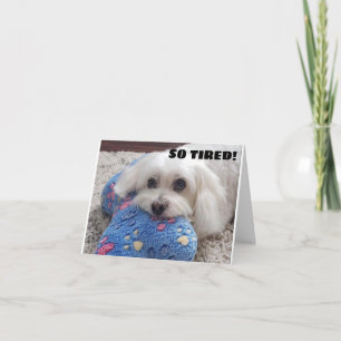 *60ste VERJAARDAG* HA HA HA HA (FUNNY DOG HUMOR) Kaart