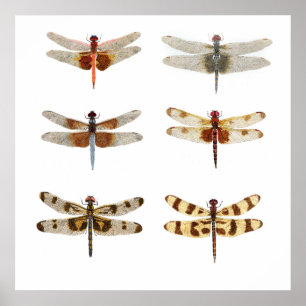 6 Dragonfly-soorten Poster