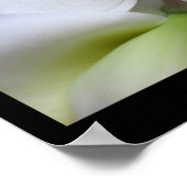 6 Orchidées blanches Phalaenopsis Poster Prints (Coin)