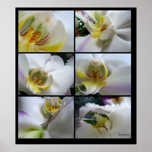 6 Orchidées blanches Phalaenopsis Poster Prints (Devant)