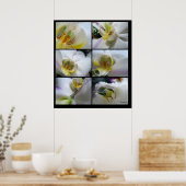 6 Orchidées blanches Phalaenopsis Poster Prints (Cuisine)