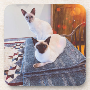 6 Siamese harde onderzetters met kurk achterzijde