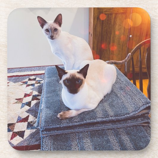 6 Siamese harde onderzetters met kurk achterzijde (Voorkant)