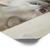 6 weken oud Ragdoll kitten Poster (Hoek)