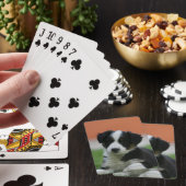 6 weken oude grenscollie pokerkaarten (Insitu)