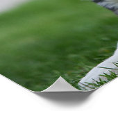 6 weken oude grenscollie poster (Hoek)