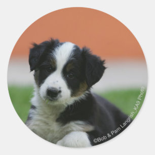 6 weken oude grenscollie ronde sticker