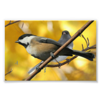 6 x 4 inch, Kodak Professional-fotopapier (Satin) Foto Afdruk