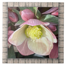 6 "x 6" keramische Tegel met mooie roze hellebore Tegeltje