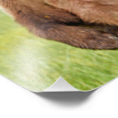 6x4 beren met fotogrizzly foto afdruk (Hoek)