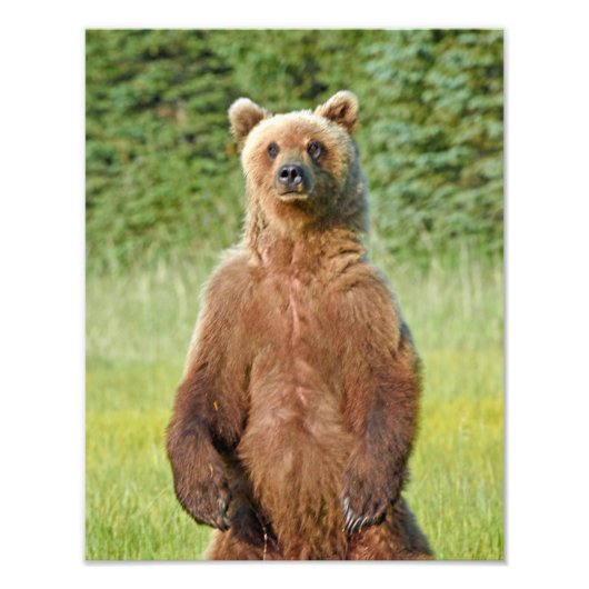 6x4 beren met fotogrizzly foto afdruk (Voorkant)