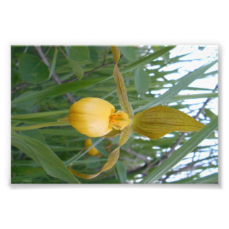 6x4 Foto afdrukken Afdruk