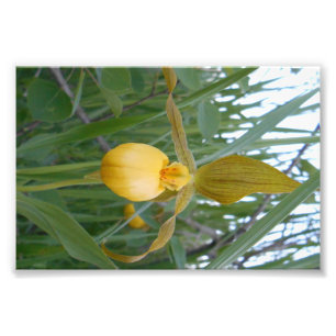 6x4 Foto afdrukken Foto Afdruk