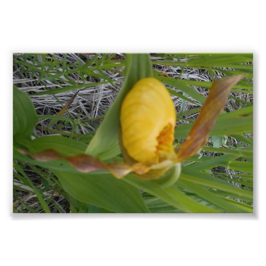 6x4 Foto afdrukken Foto Afdruk (Voorkant)