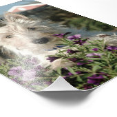 6x4 foto Scottish Terrier Foto Afdruk (Hoek)