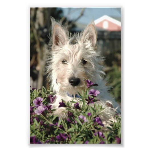 6x4 foto Scottish Terrier Foto Afdruk (Voorkant)