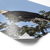 6x4 foto van adelaars afdruk (Hoek)