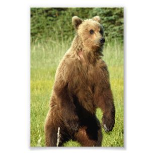 6x4 foto van grizzly beer afdruk