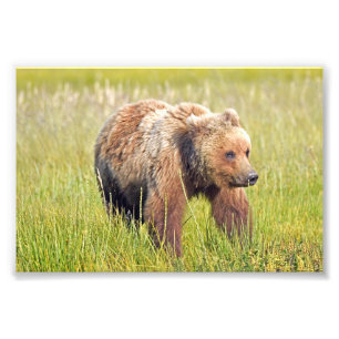 6x4 foto van grizzly beer afdruk