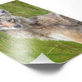 6x4-fotocoyote foto afdruk (Hoek)