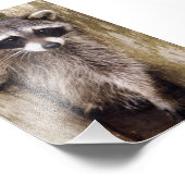 6x4-fotoracoon foto afdruk (Hoek)