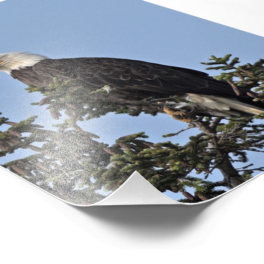 6x4 photo d'aigle (Coin)