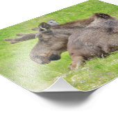 6x4 photo d'orignal (Coin)