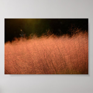 6x4 Roze Muhly Jeju-do Zuid-Korea Foto Afdruk Poster