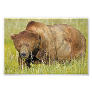 6x4 Satin Foto van grizzly beer Afdruk