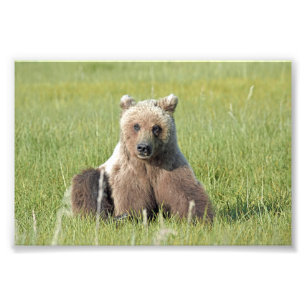 6x4 Satin Foto van grizzly beer Afdruk